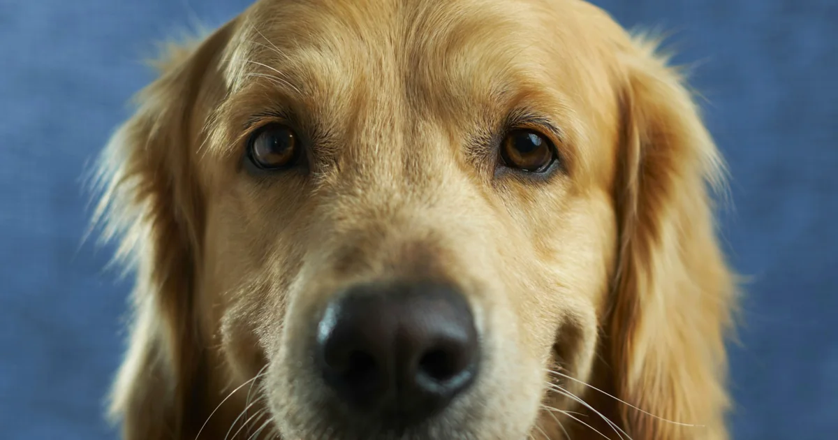 Portrait d'un golden retriever souriant devant un fond bleu