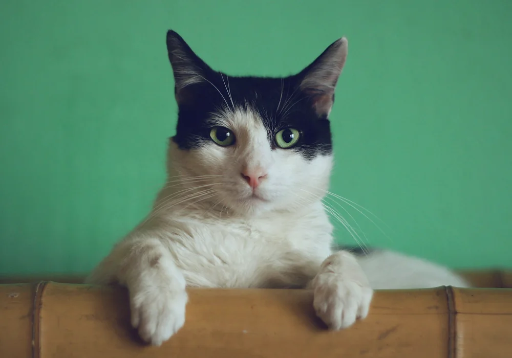 Le chat : portrait