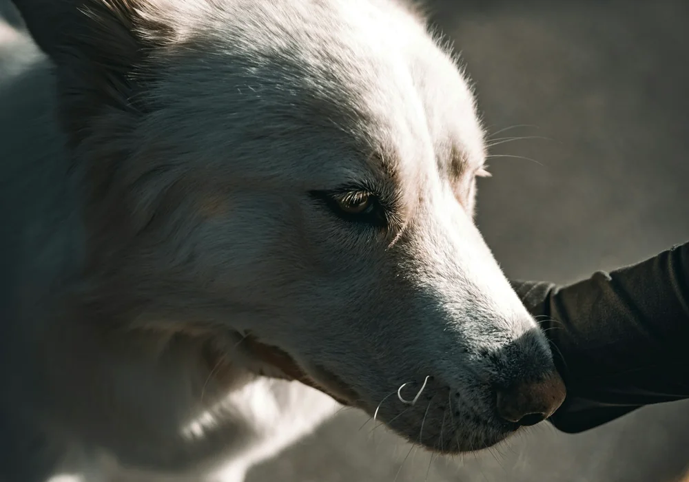 Le chien : portrait