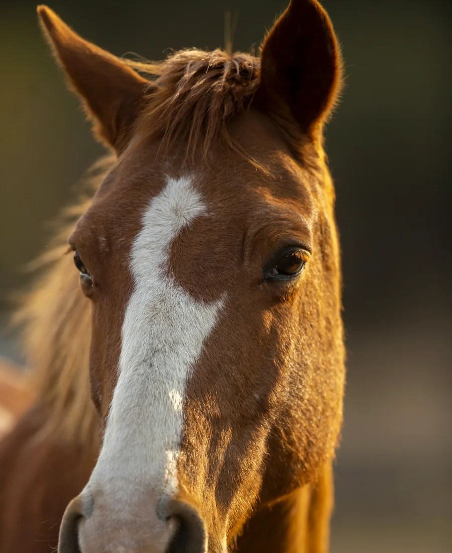 Le cheval : portrait