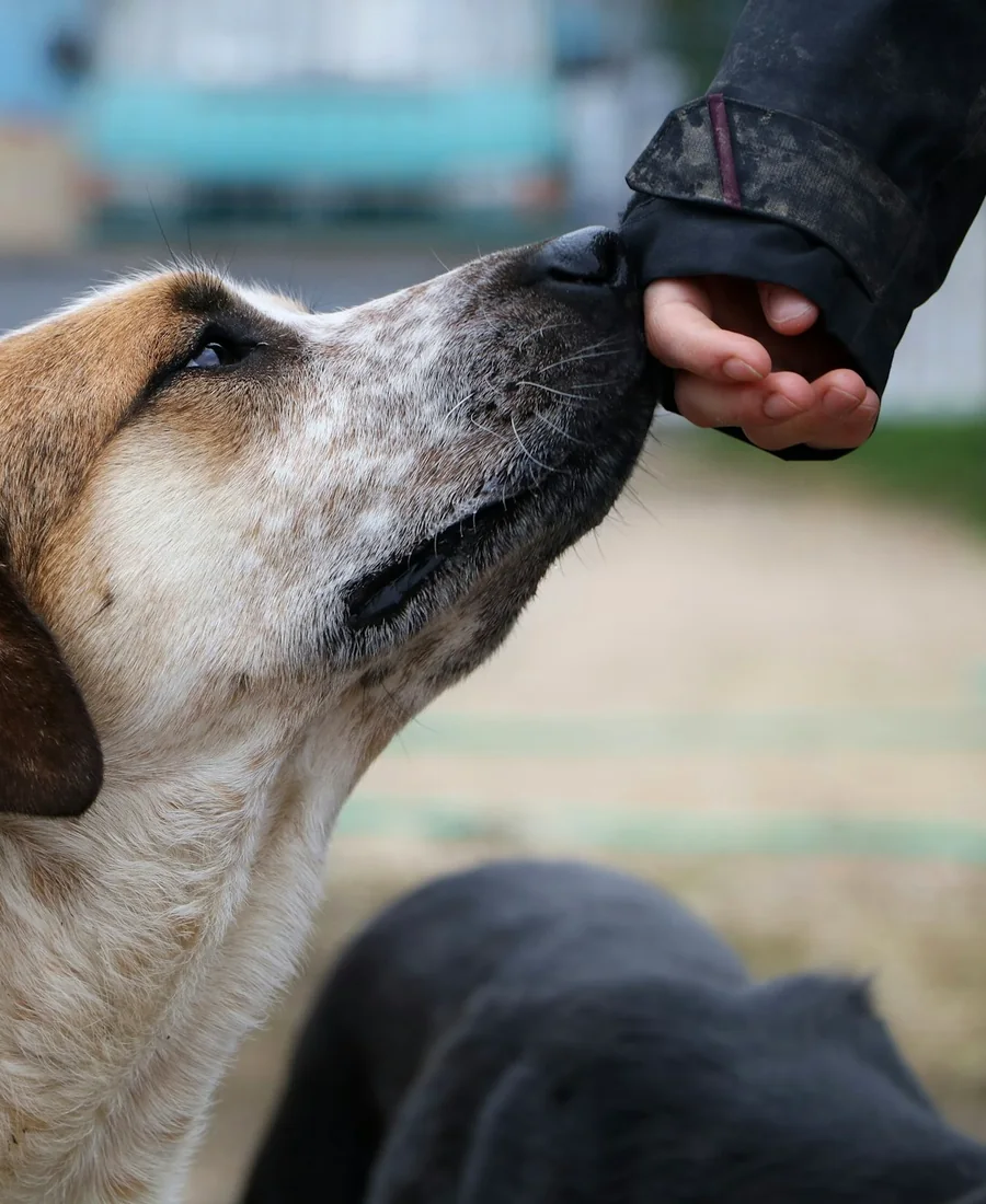 Une main tendue vers le museau d'un chien qui s'approche pour la sentir